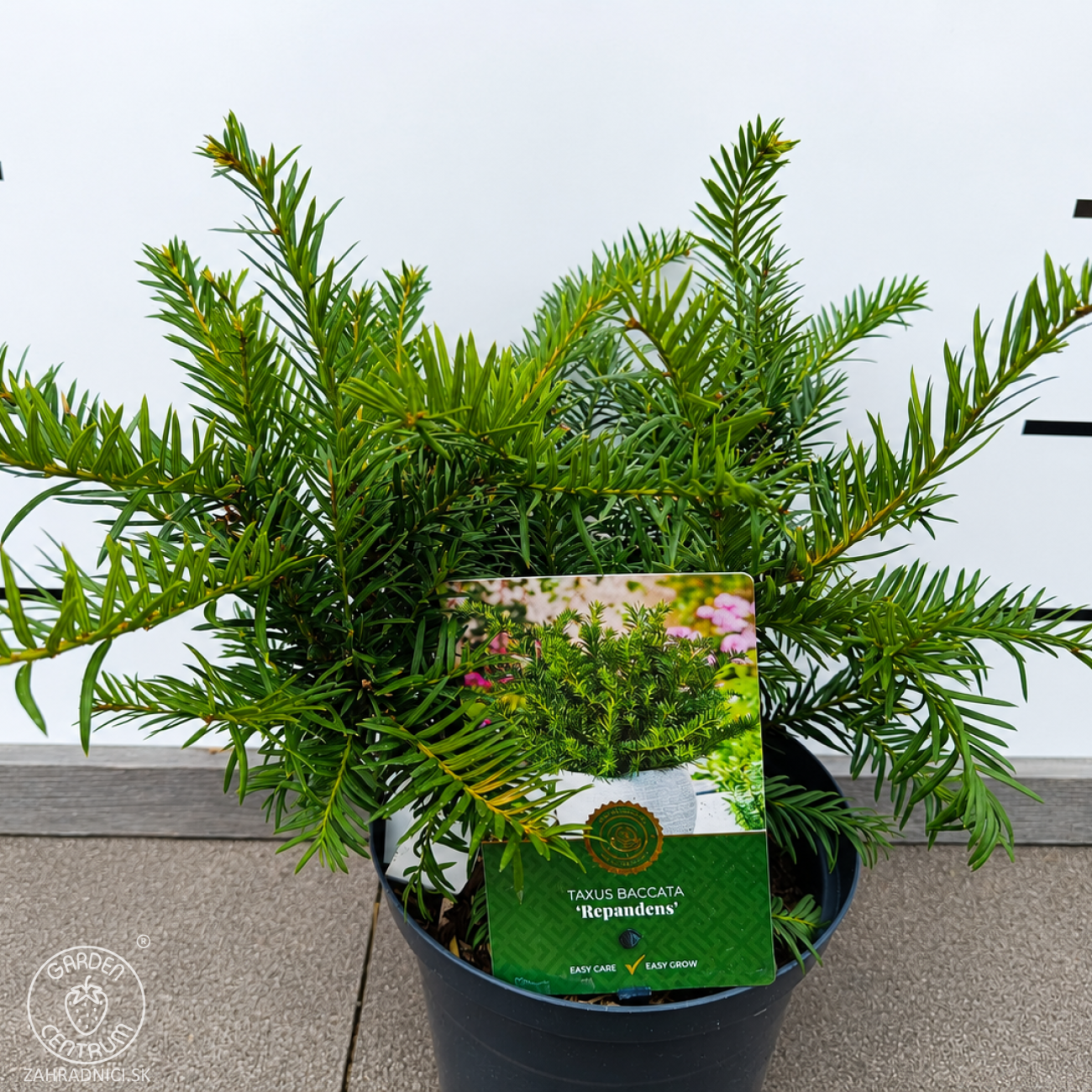 Obrázok Tis obyčajný (Taxus baccata ) ‘REPANDENS’ – výška 20-40 cm, kont. C3L